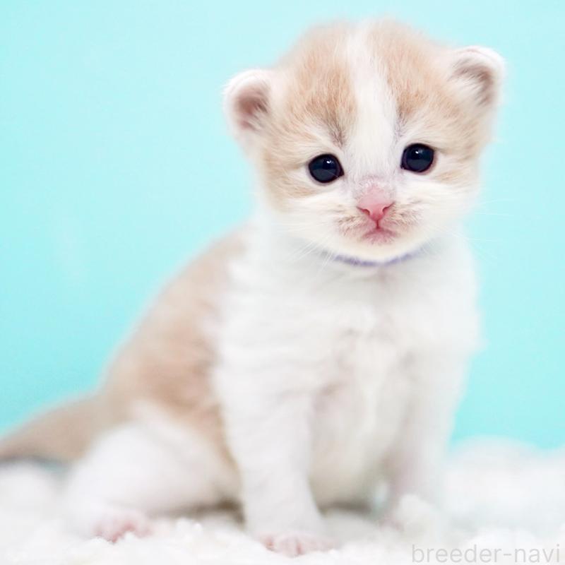 販売中の東京都のサイベリアン-133719