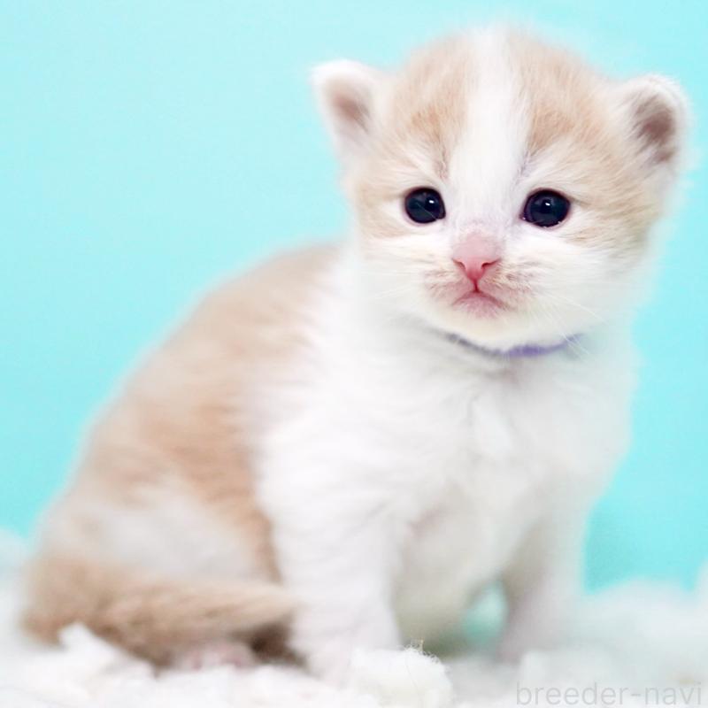 販売中の東京都のサイベリアン-133719の15枚目