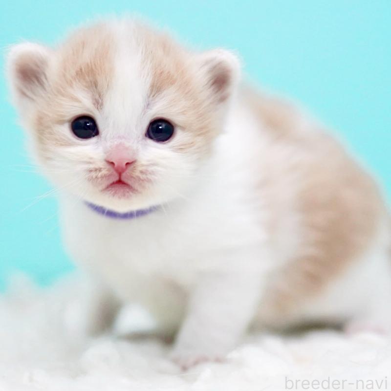 販売中の東京都のサイベリアン-133719の14枚目