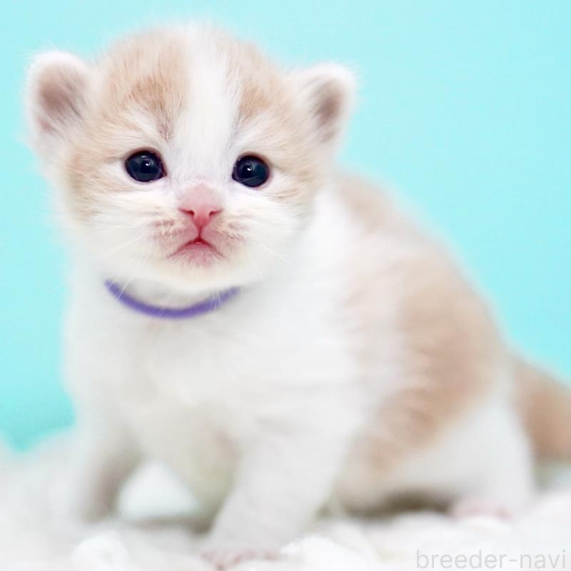 販売中の東京都のサイベリアン-133719の13枚目