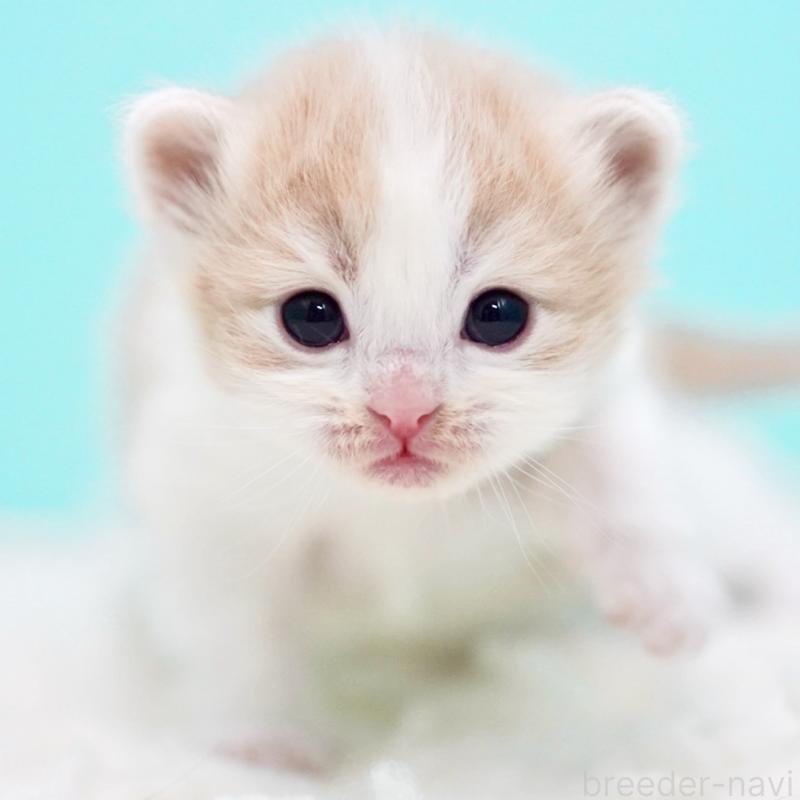 販売中の東京都のサイベリアン-133719の12枚目