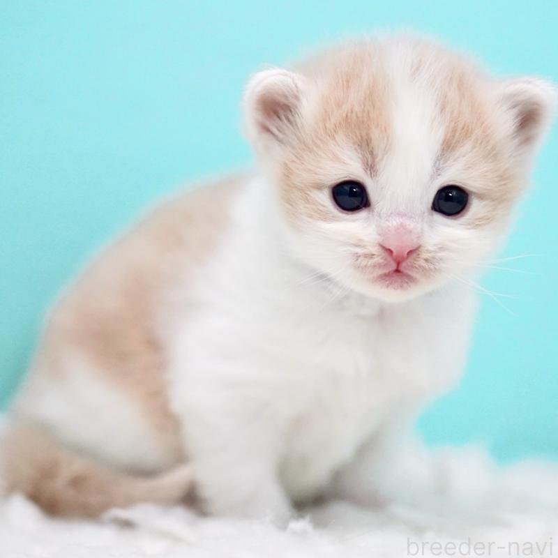 販売中の東京都のサイベリアン-133719の11枚目