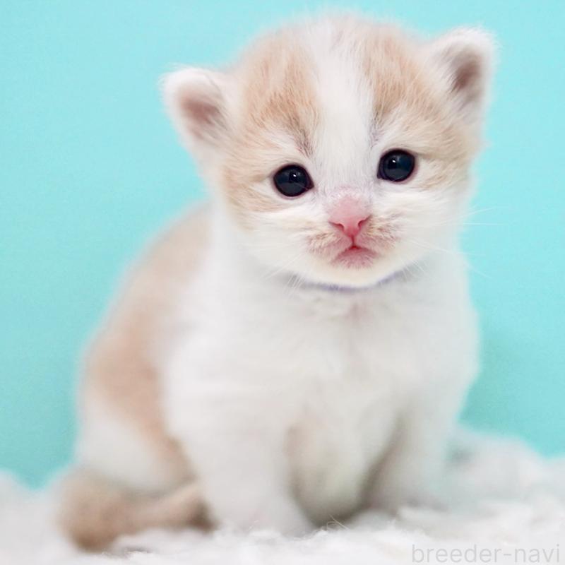 販売中の東京都のサイベリアン-133719の10枚目