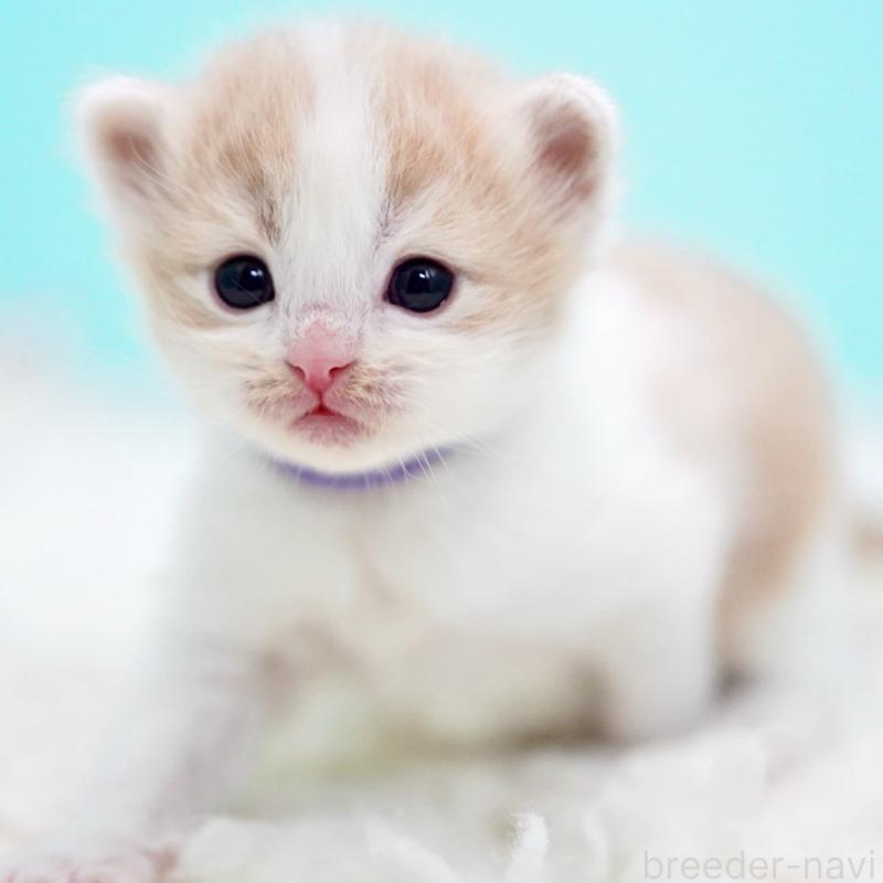 販売中の東京都のサイベリアン-133719の9枚目