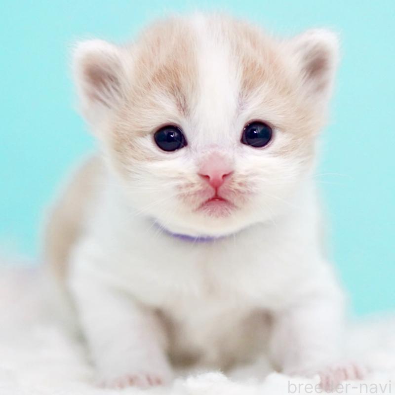 販売中の東京都のサイベリアン-133719の8枚目