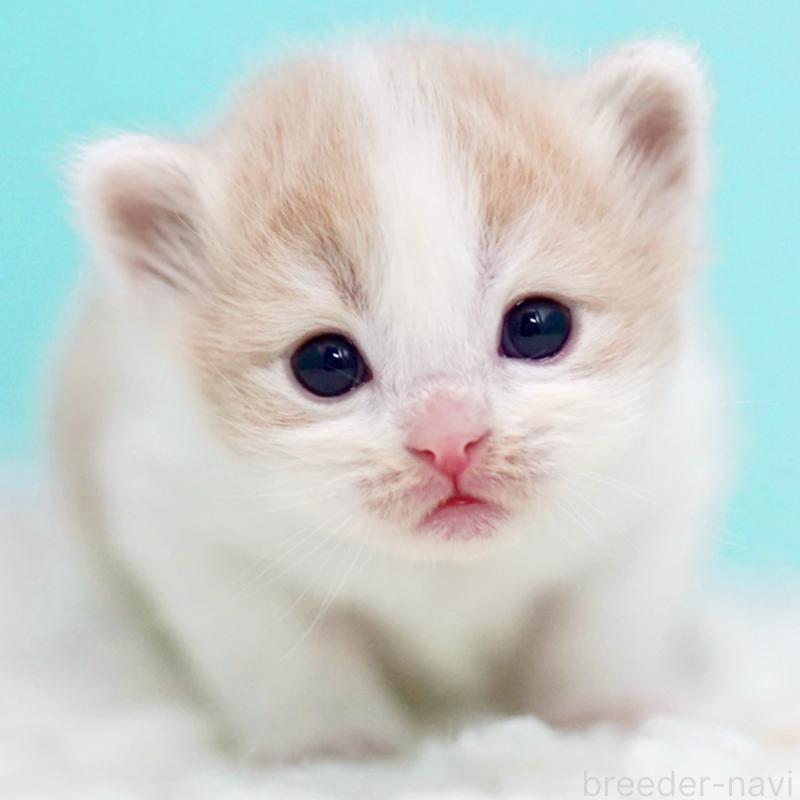 販売中の東京都のサイベリアン-133719の7枚目