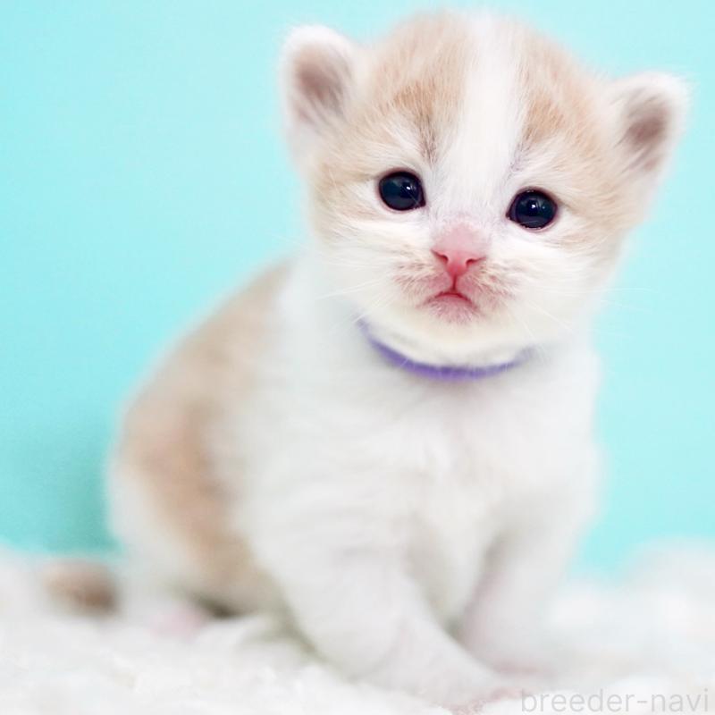 販売中の東京都のサイベリアン-133719の6枚目