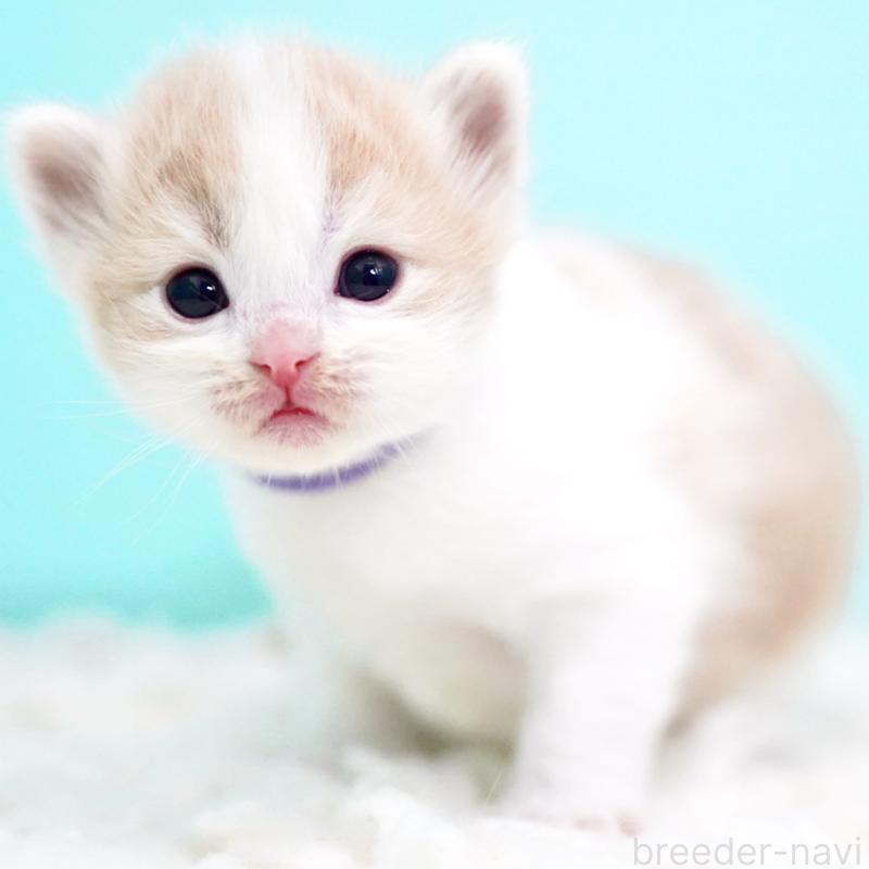 販売中の東京都のサイベリアン-133719の5枚目