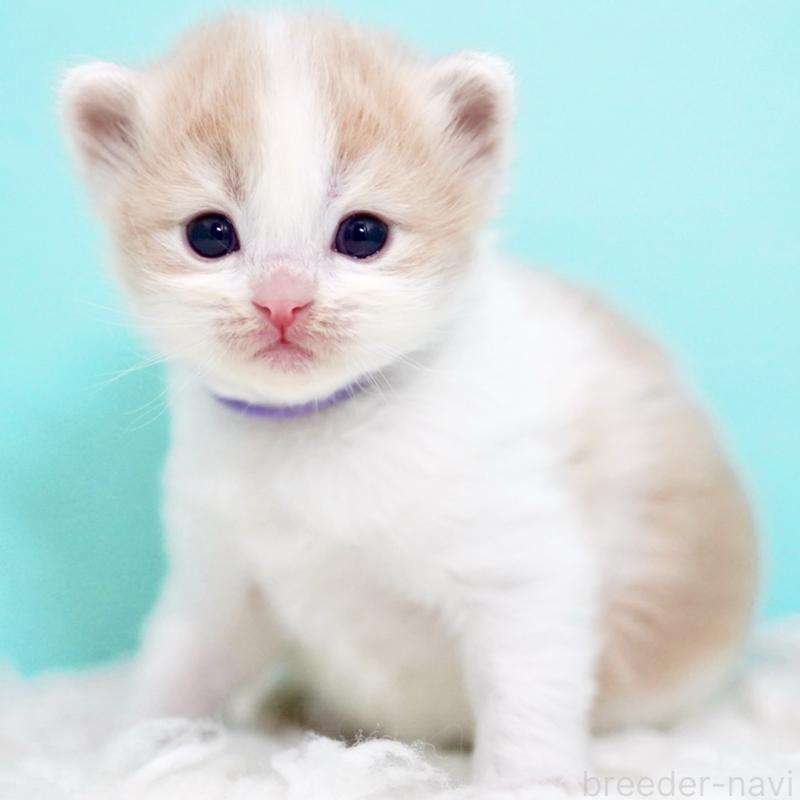 販売中の東京都のサイベリアン-133719の4枚目