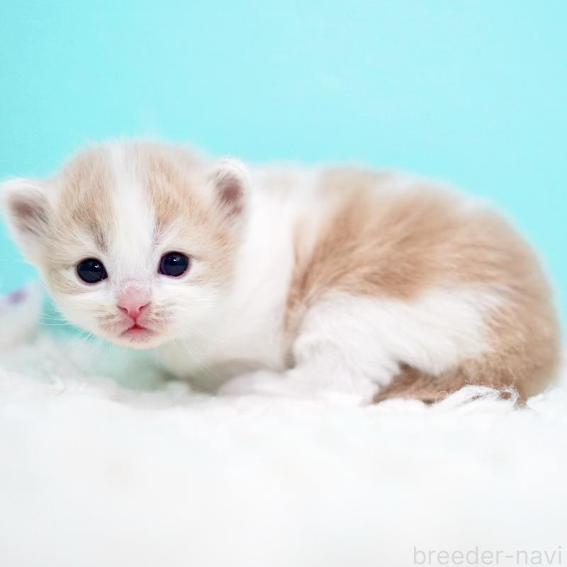 販売中の東京都のサイベリアン-133719の3枚目