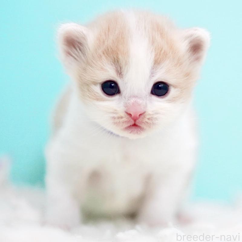 販売中の東京都のサイベリアン-133719の2枚目