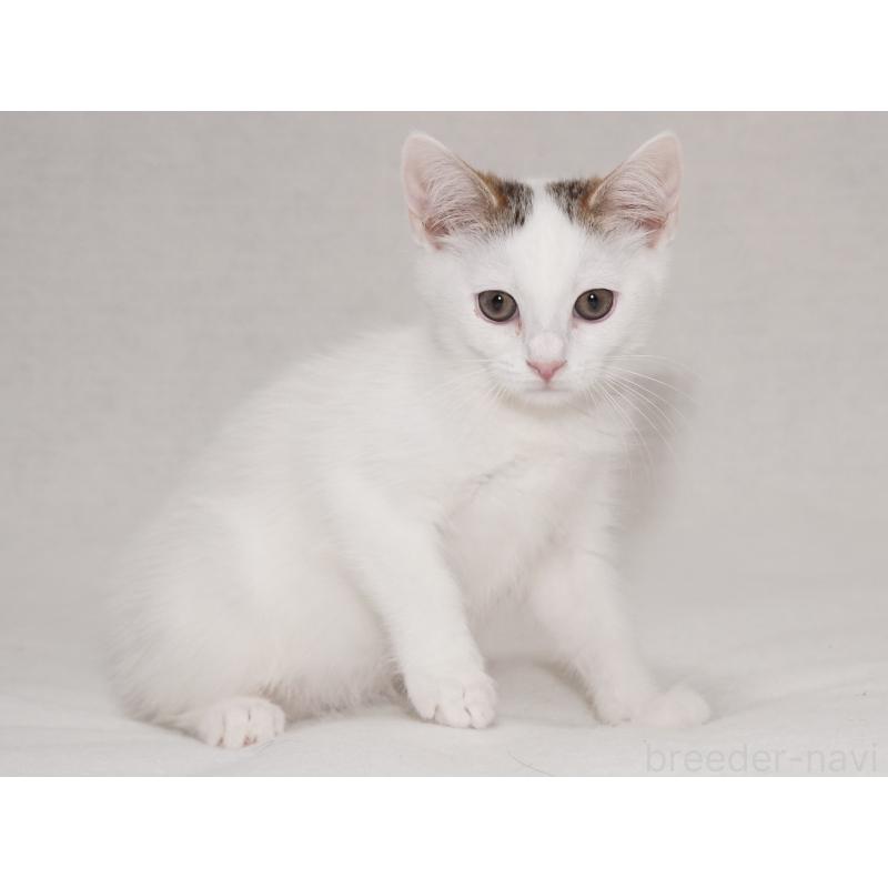 成約済の東京都のマンチカン-129862の10枚目