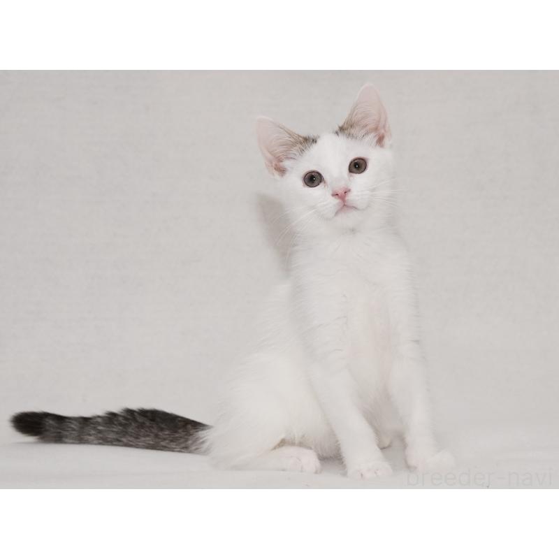 成約済の東京都のマンチカン-129862の8枚目