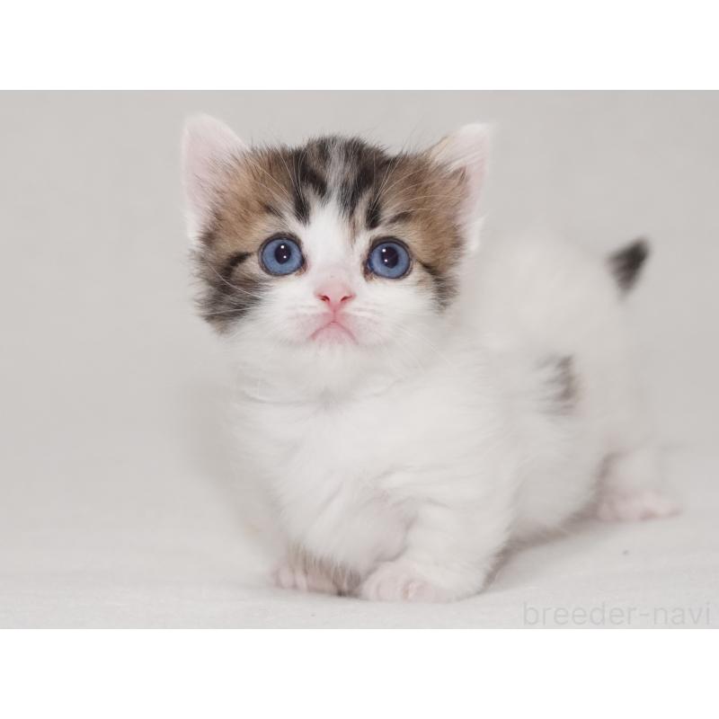 販売中の東京都のマンチカン(短足)-133720の4枚目