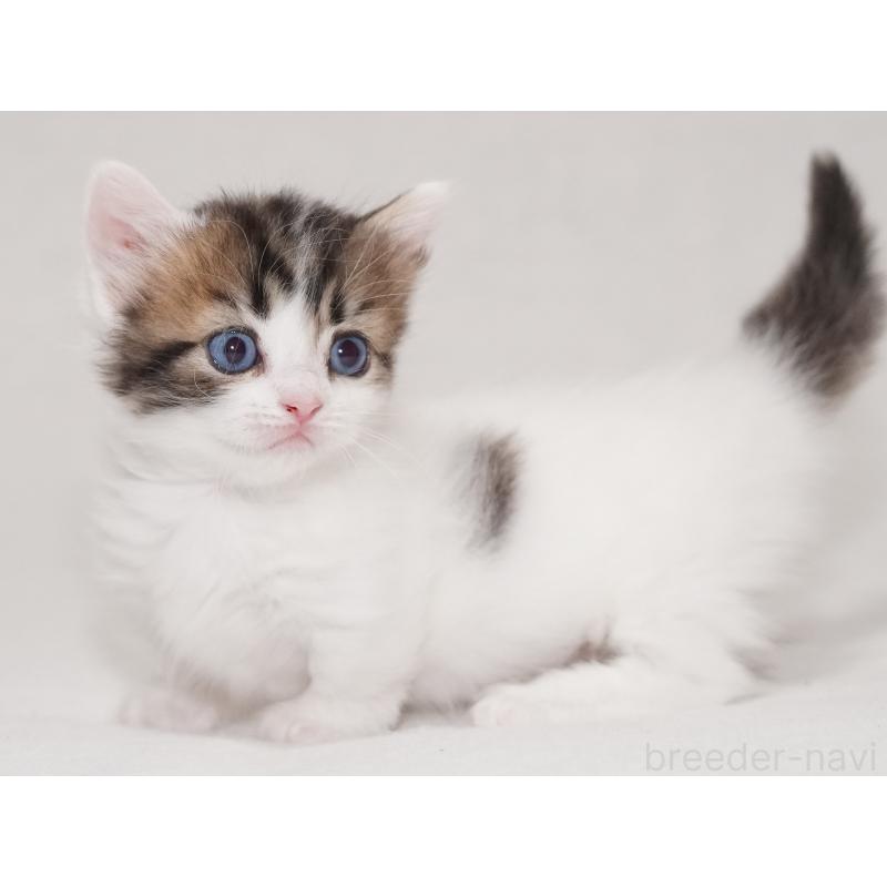 販売中の東京都のマンチカン(短足)-133720の3枚目