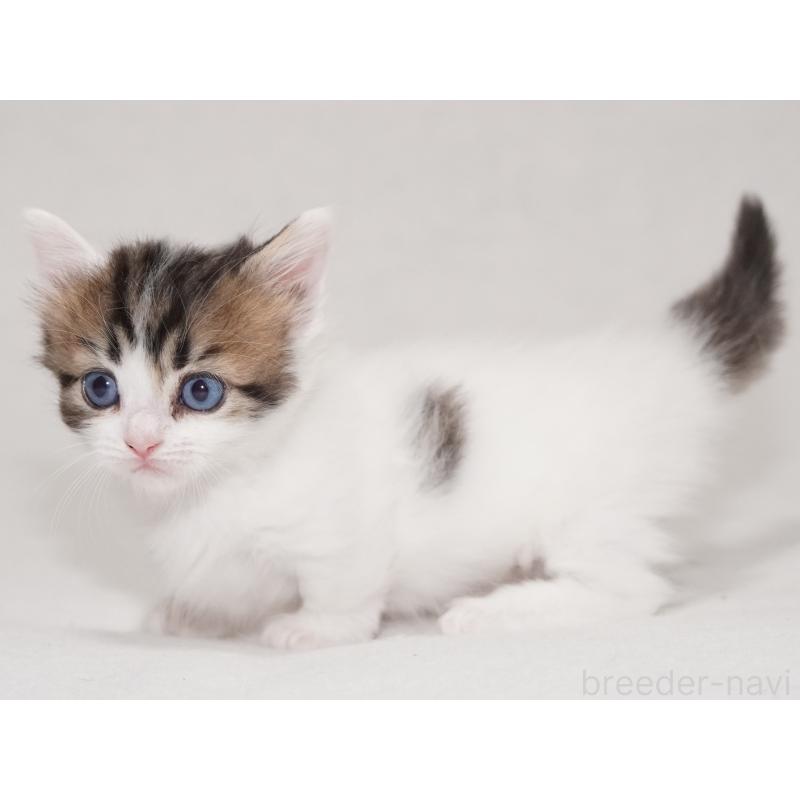 販売中の東京都のマンチカン(短足)-133720の2枚目