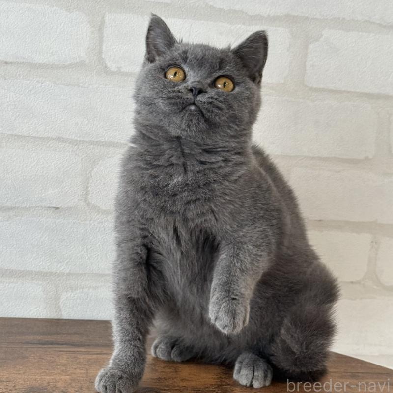 販売中の大阪府のブリティッシュショートヘア-128430