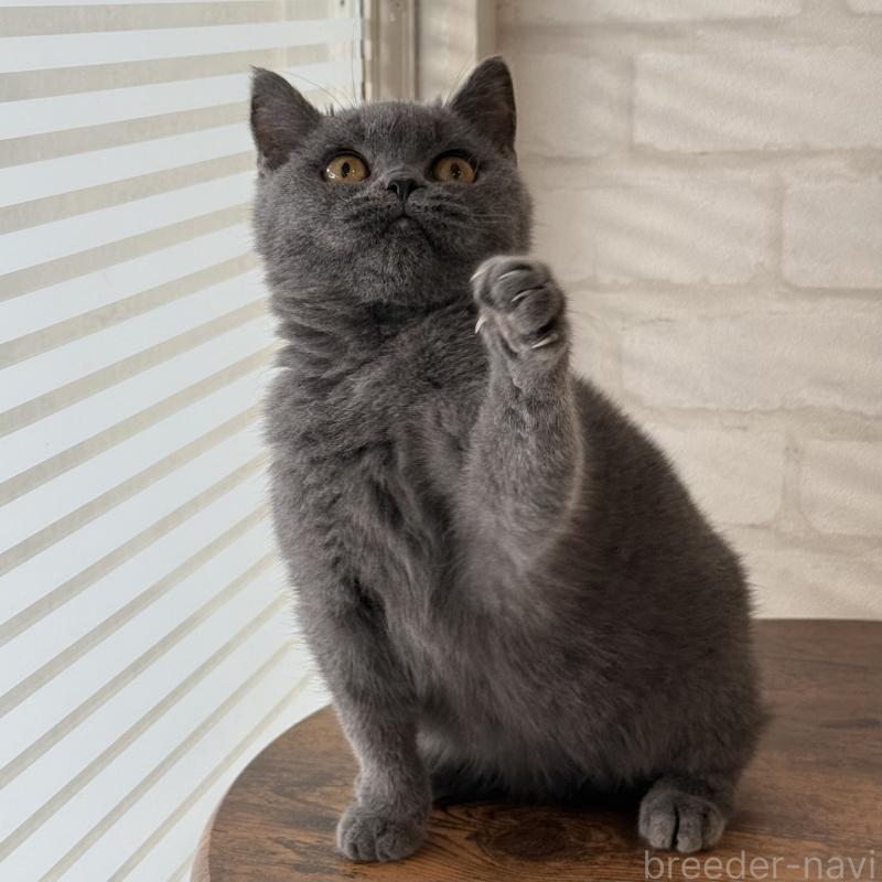 販売中の大阪府のブリティッシュショートヘア-128430の8枚目