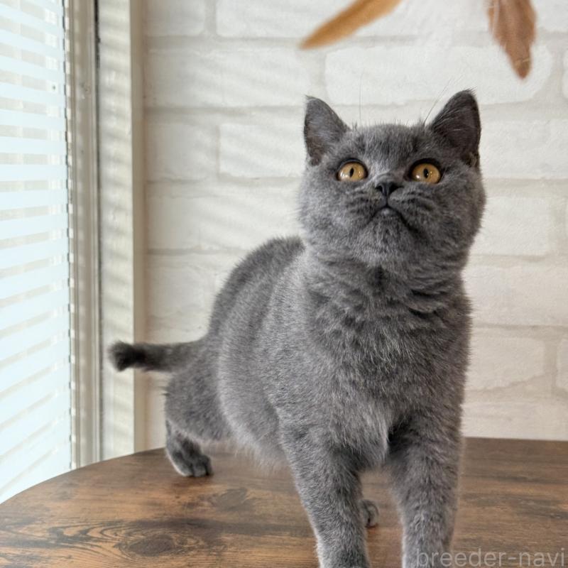 販売中の大阪府のブリティッシュショートヘア-128430の7枚目