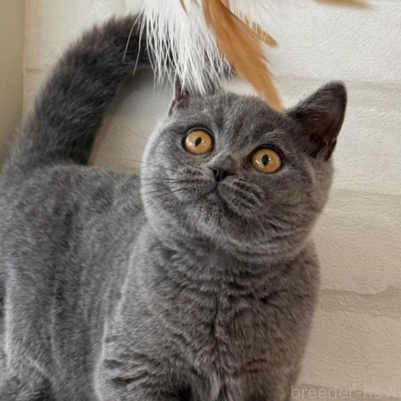 販売中の大阪府のブリティッシュショートヘア-128430の6枚目