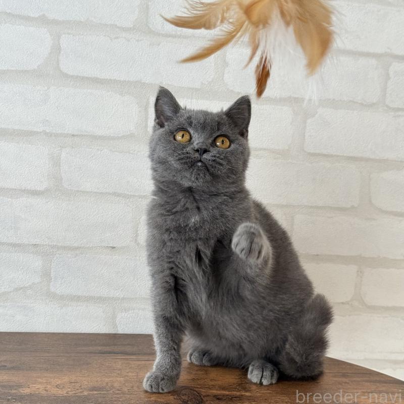 販売中の大阪府のブリティッシュショートヘア-128430の4枚目