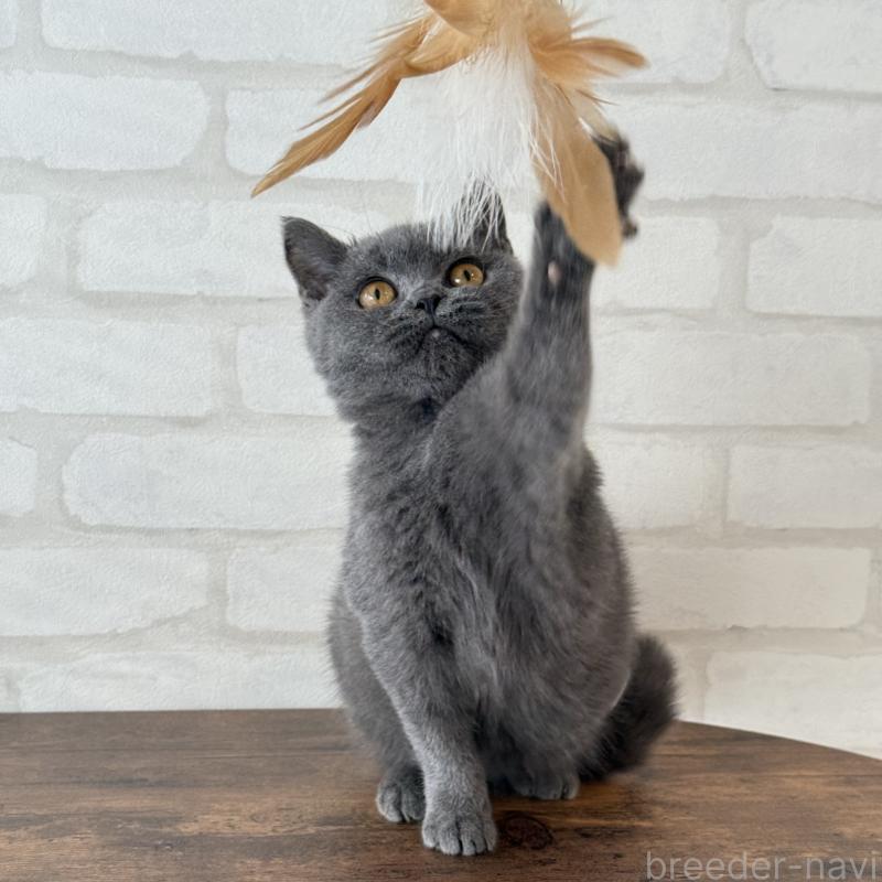 販売中の大阪府のブリティッシュショートヘア-128430の3枚目