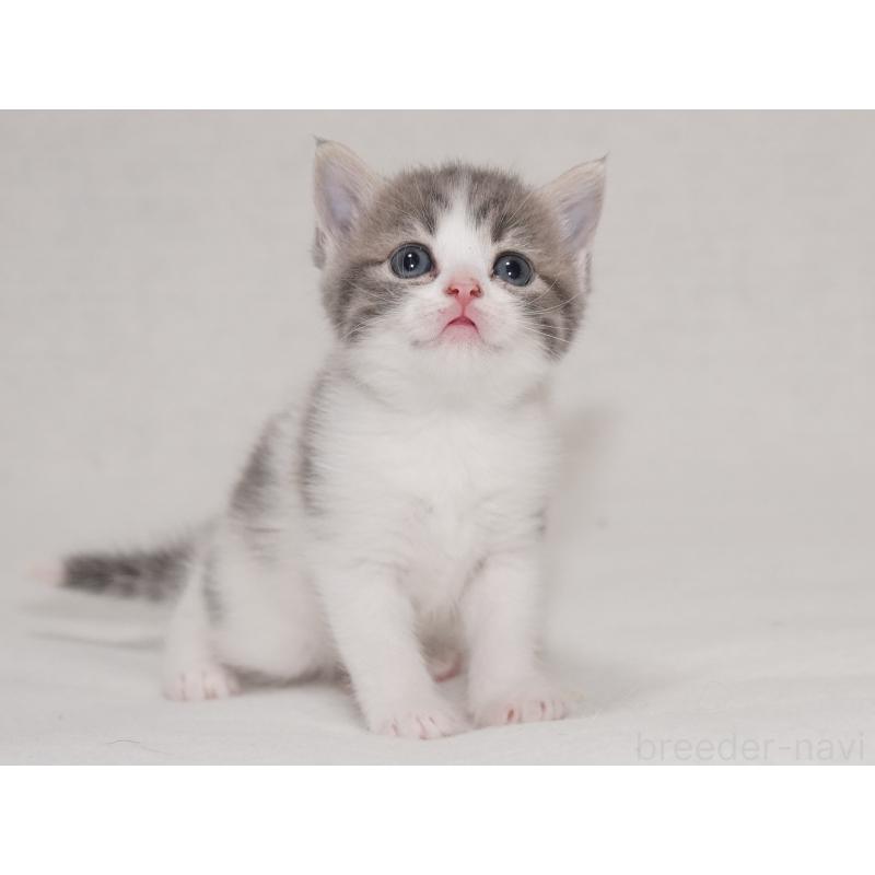 販売中の東京都のマンチカン-133721の4枚目