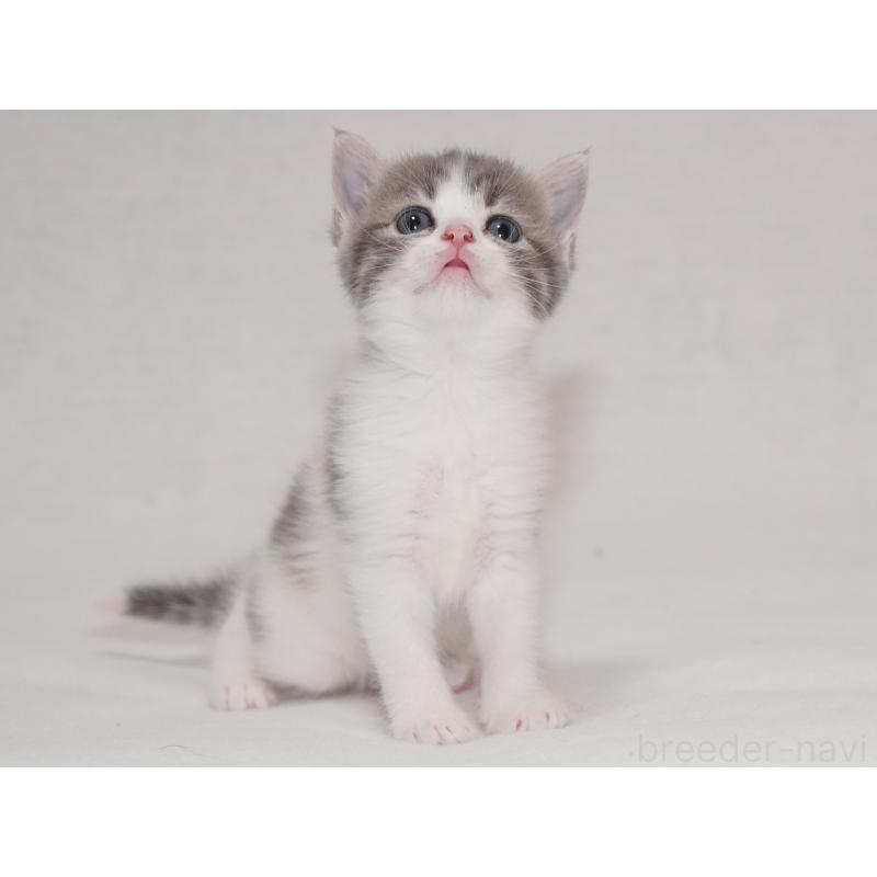 販売中の東京都のマンチカン-133721の3枚目