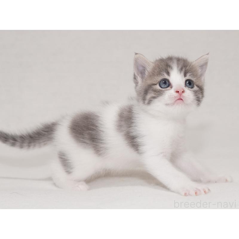 販売中の東京都のマンチカン-133721の2枚目