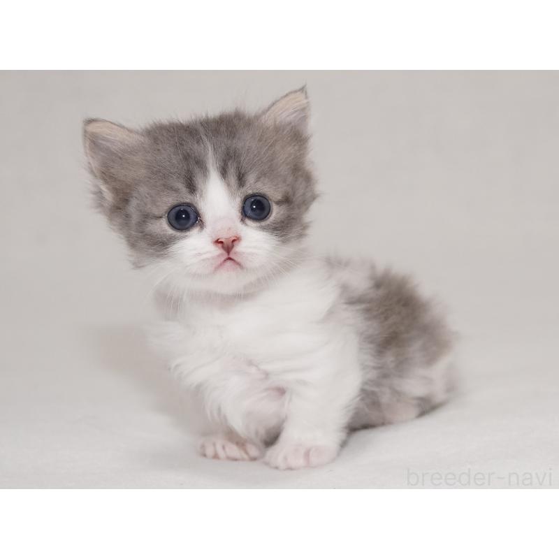 販売中の東京都のマンチカン(短足)-133722の4枚目