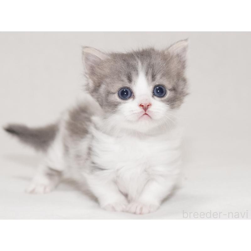 販売中の東京都のマンチカン(短足)-133722の3枚目