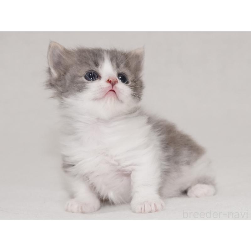 販売中の東京都のマンチカン(短足)-133722の2枚目