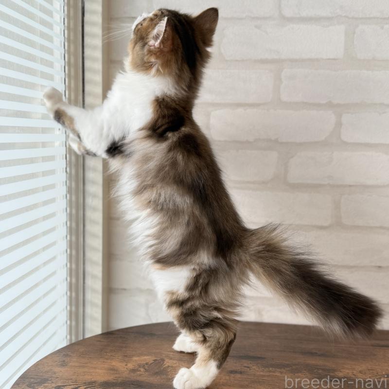 成約済の大阪府のマンチカン-129860の16枚目