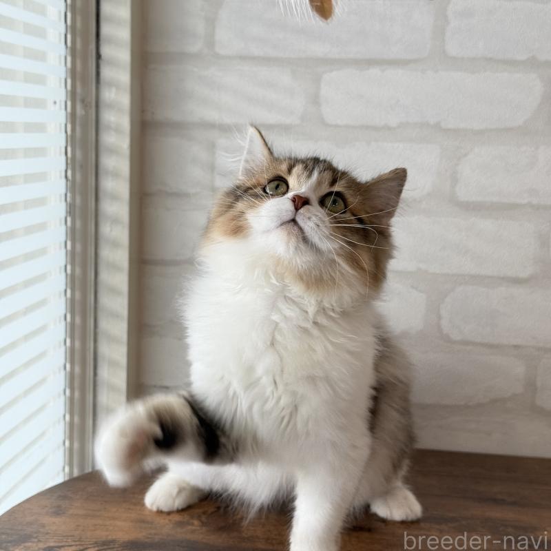 成約済の大阪府のマンチカン-129860の9枚目