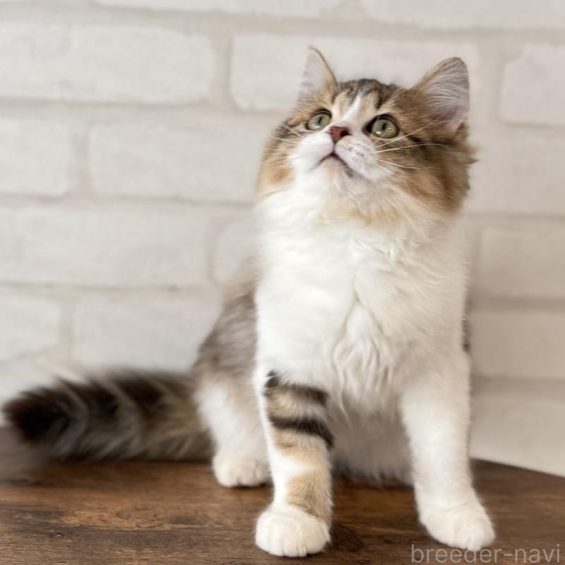 成約済の大阪府のマンチカン-129860の7枚目