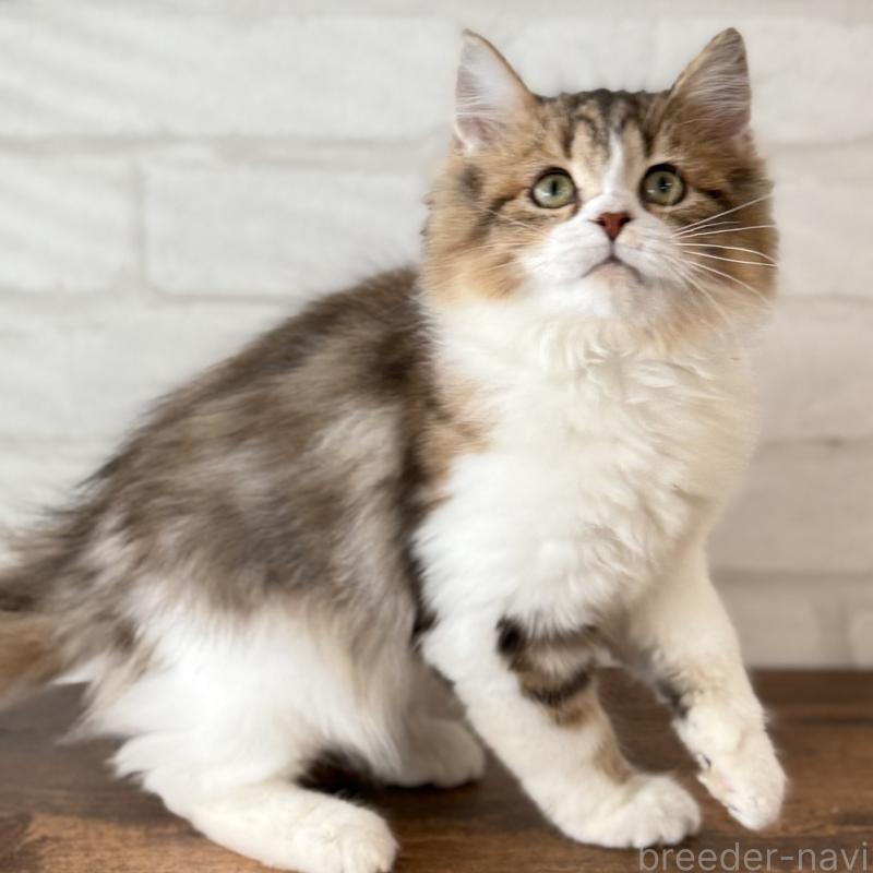 成約済の大阪府のマンチカン-129860の5枚目