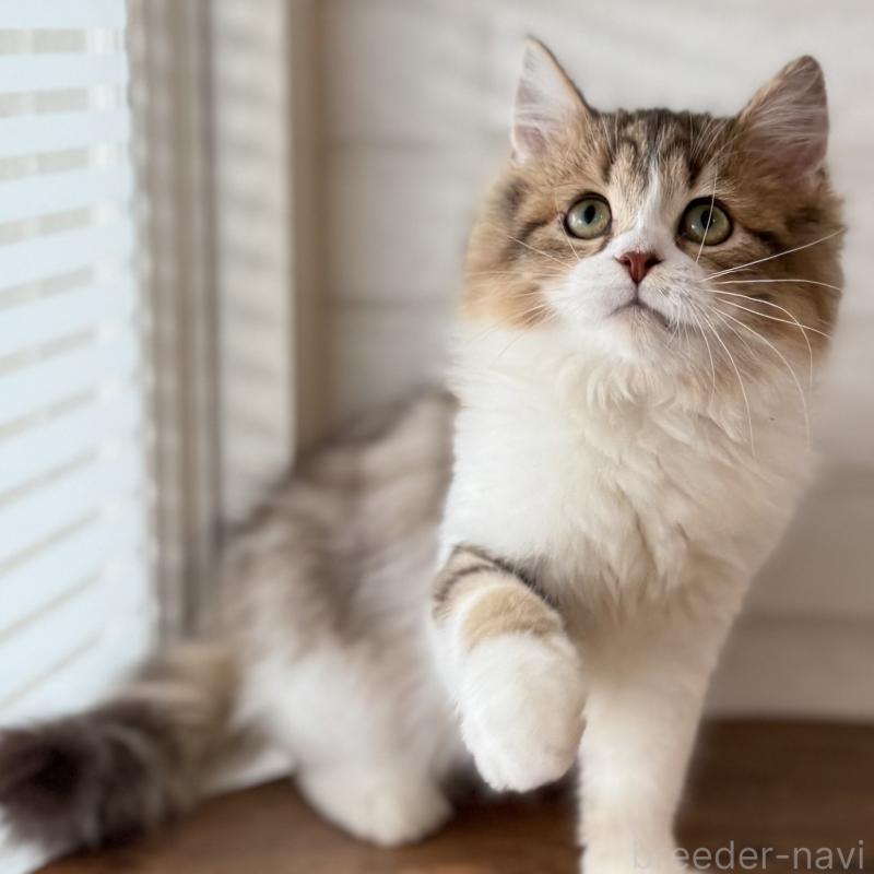 成約済の大阪府のマンチカン-129860の2枚目