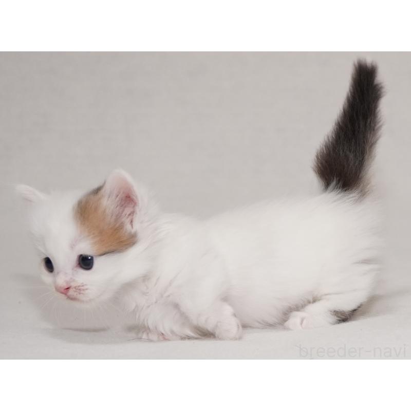 販売中の東京都のマンチカン(短足)-133723の3枚目