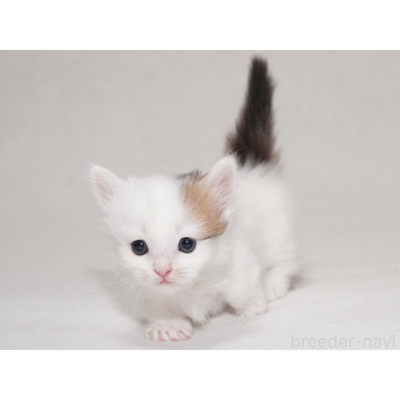 販売中の東京都のマンチカン(短足)-133723の2枚目