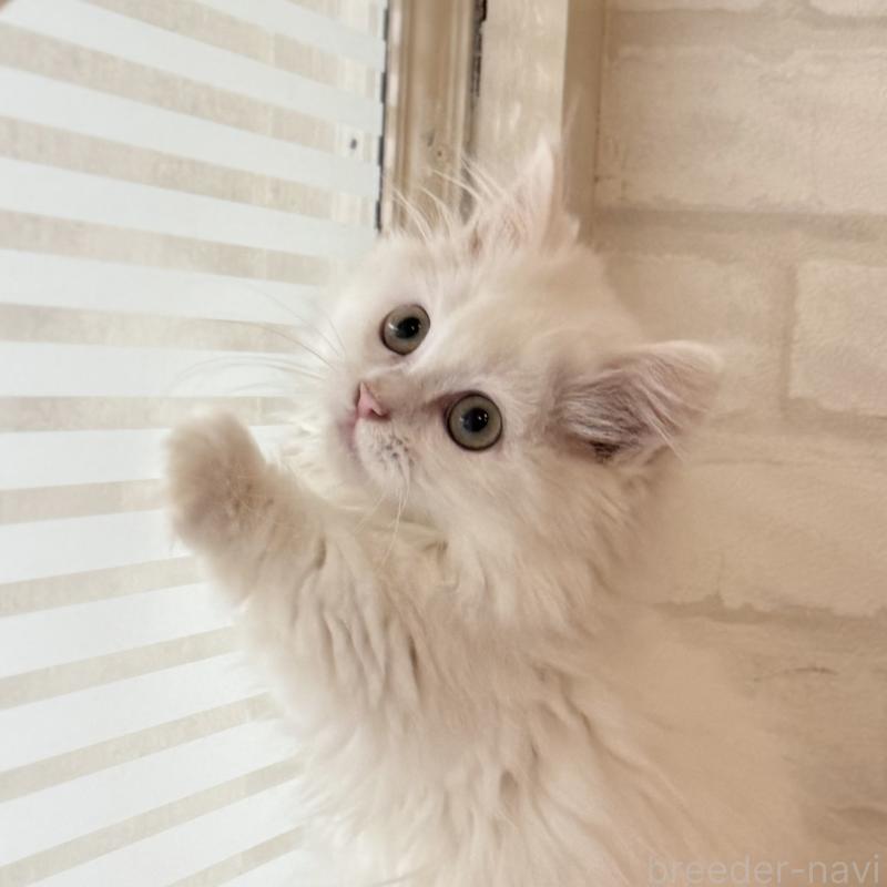 成約済の大阪府のマンチカン(短足)-130325の12枚目