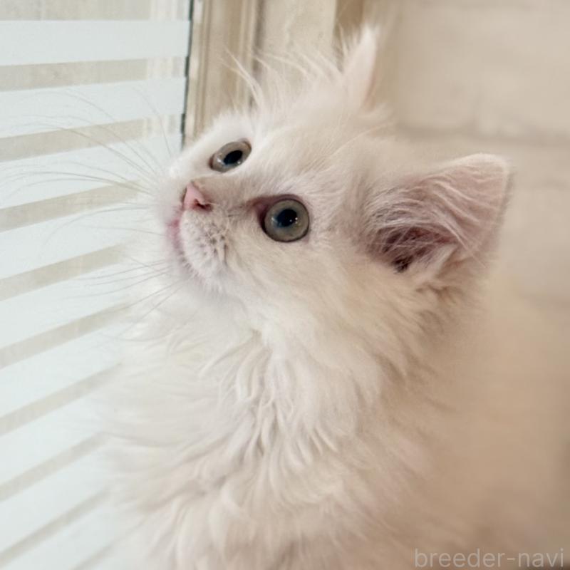 成約済の大阪府のマンチカン(短足)-130325の11枚目