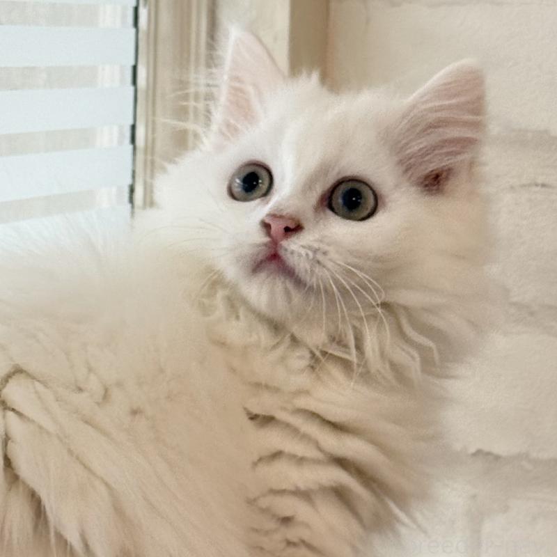 成約済の大阪府のマンチカン(短足)-130325の9枚目