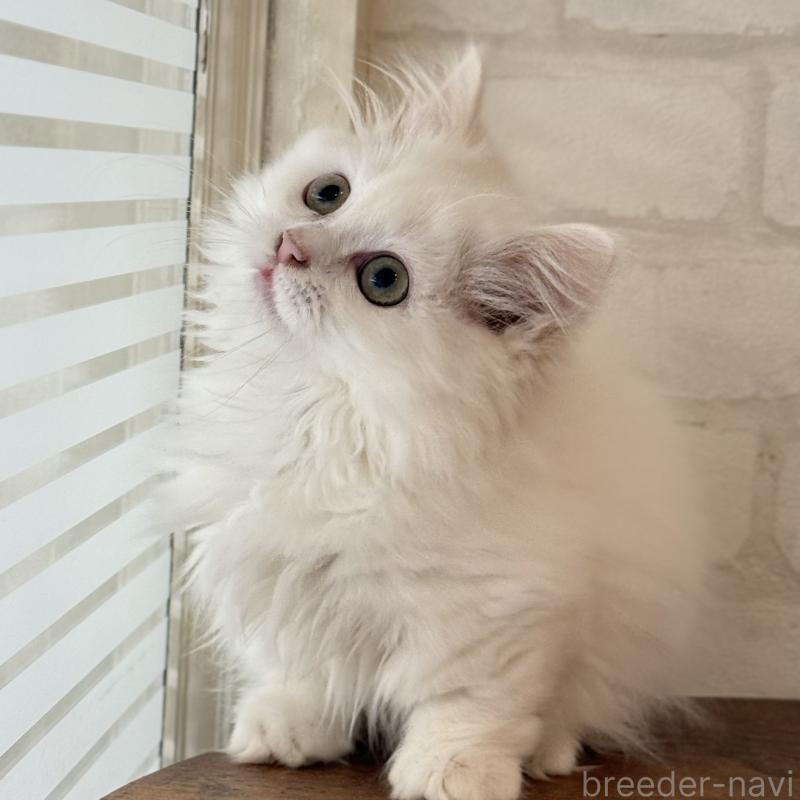 成約済の大阪府のマンチカン(短足)-130325の8枚目