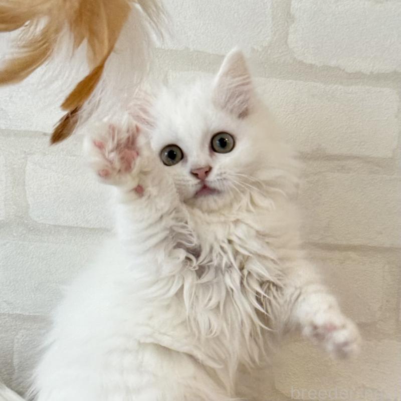 成約済の大阪府のマンチカン(短足)-130325の7枚目