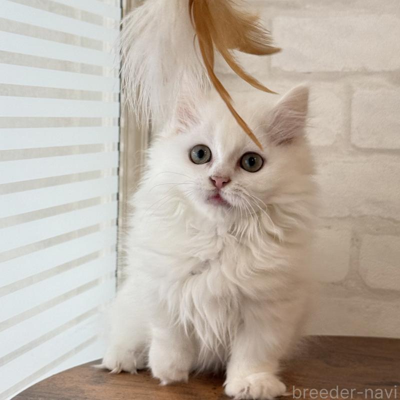 成約済の大阪府のマンチカン(短足)-130325の6枚目