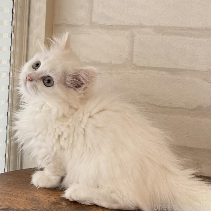 成約済の大阪府のマンチカン(短足)-130325の5枚目