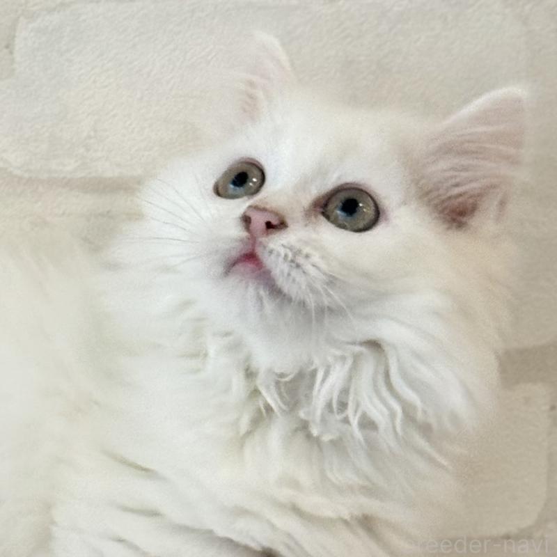 成約済の大阪府のマンチカン(短足)-130325の4枚目