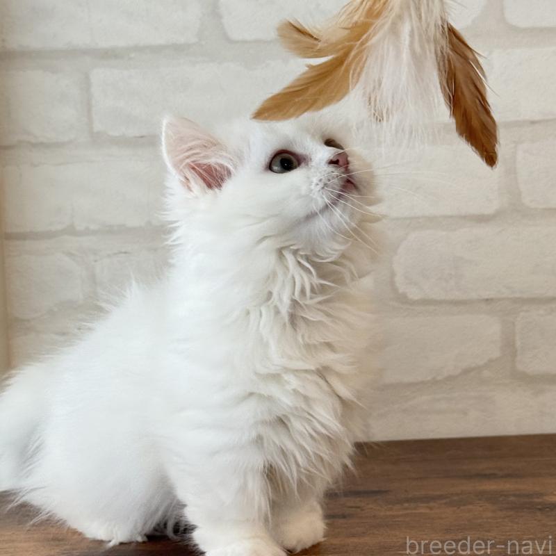 成約済の大阪府のマンチカン(短足)-130325の3枚目