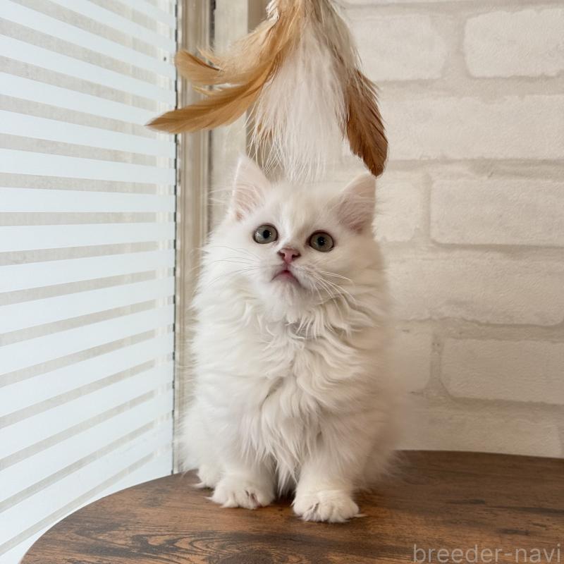 成約済の大阪府のマンチカン(短足)-130325の2枚目