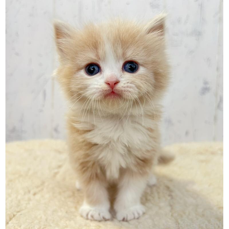 販売中の千葉県のスコティッシュフォールド-133724の1枚目